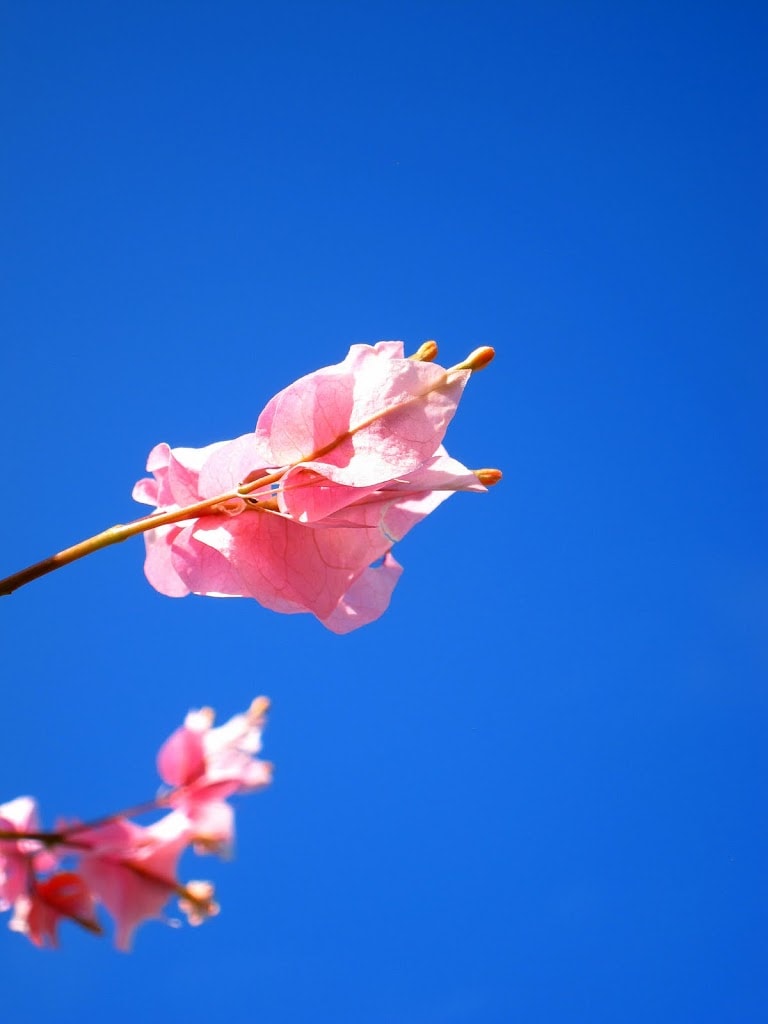 The Maldives – Intro