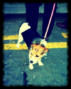 Shoreditch Street Style trendy east london pets dogs