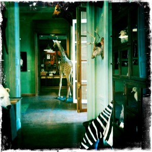 Paris taxidermy deyrolle shopping animals