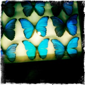 paris shopping deyrolle butterflies neon