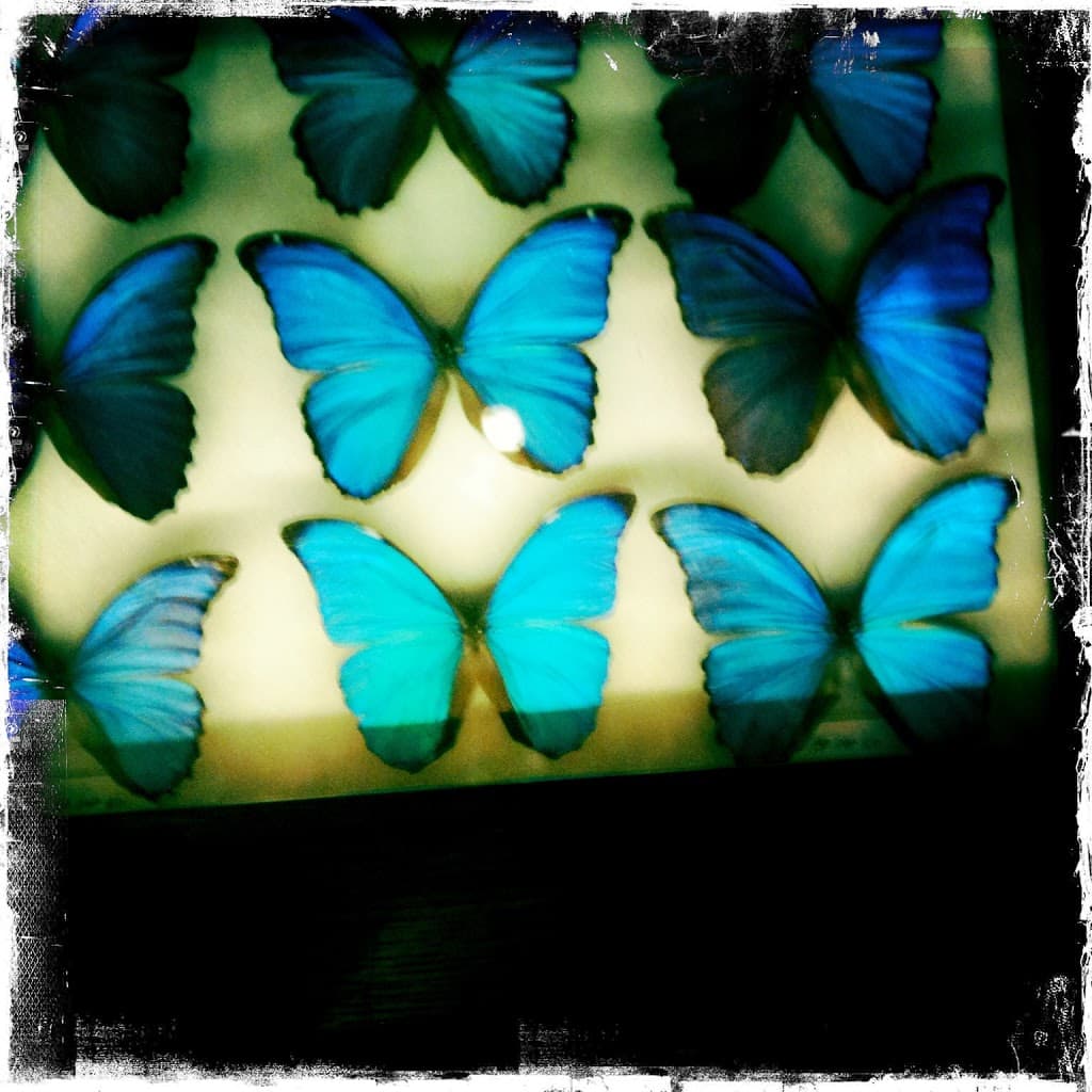 Paris Shopping Deyrolle