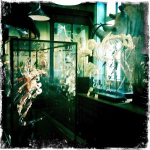 Paris taxidermy deyrolle shopping animals