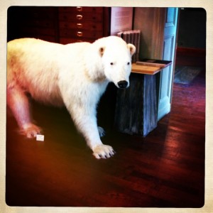 Paris taxidermy deyrolle shopping animals polar bear