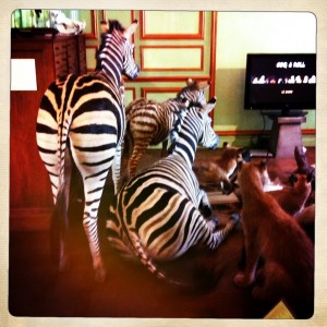 Paris taxidermy deyrolle shopping animals zebra