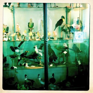 Paris taxidermy deyrolle shopping animals birds
