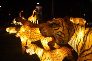 saingapore zoo night animals safari