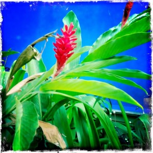tropical gardens flowers goa
