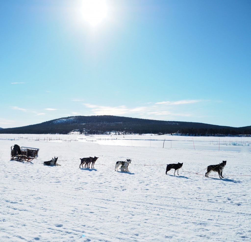 Dog Sledding Ice Hotel Sweden The Style Traveller