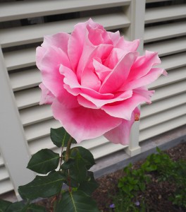 Rose gardens at The Farmhouse Inn Sonomo