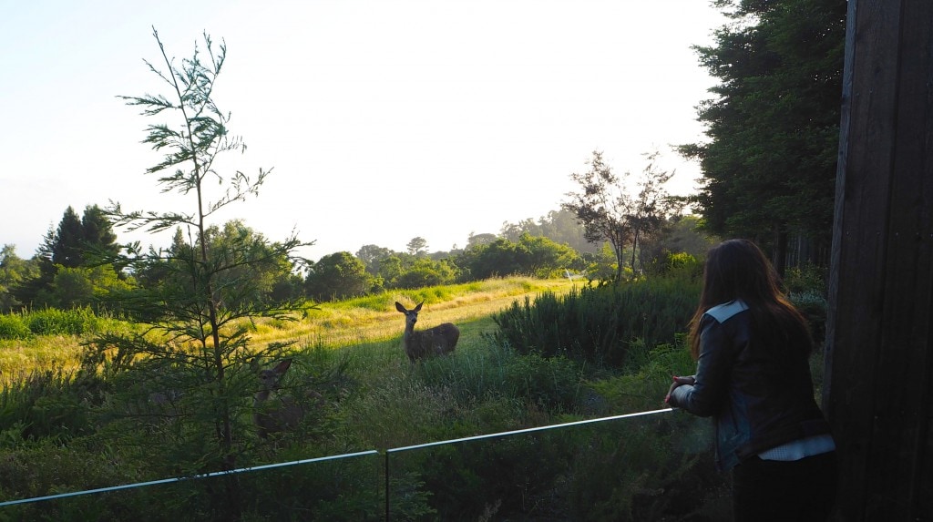 Ventana Inn Deers The Style Traveller BIg Sur