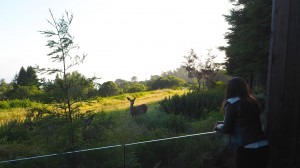 Ventana Inn Deers The Style Traveller BIg Sur