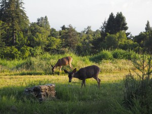 Ventana Inn Deers nature BIg Sur