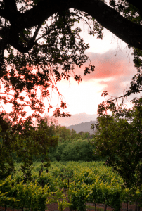 Sonoma - The Style Traveller California Road Trip