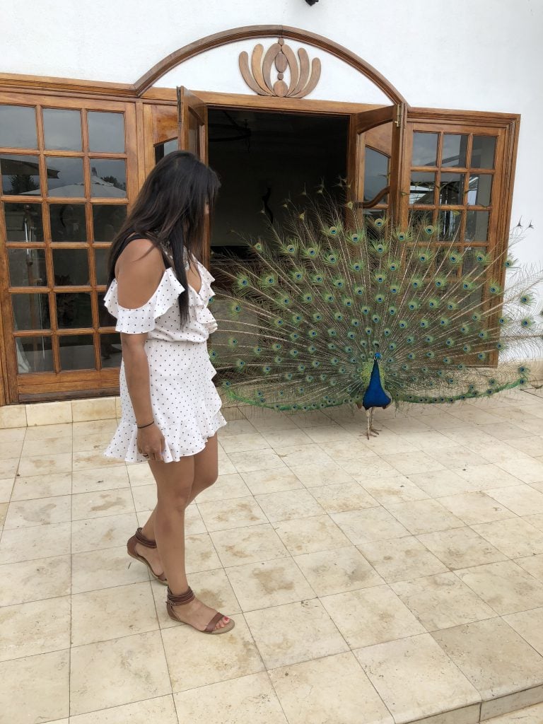 Bonnie Rakhit staying at fairmont Mount Kenya with the house bird the peacock