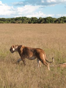 Lion queen of the masai mara roaming wild