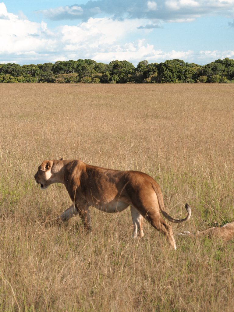 Lion queen of the masai mara roaming wild