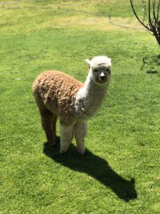 Belmond Rio Sagrada hotel baby alpaca