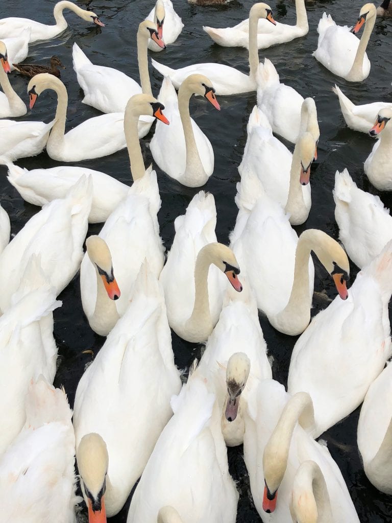 Windsor swans in the river